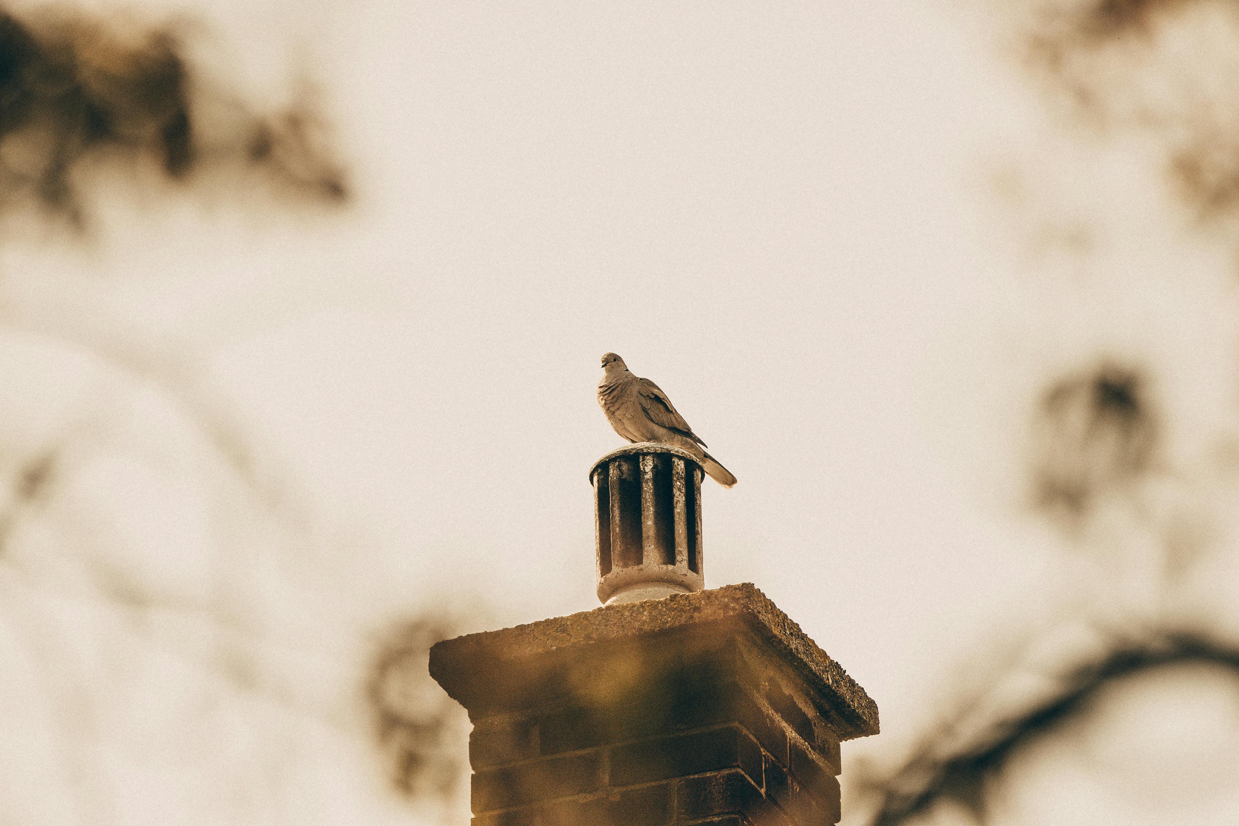 Professional Chimney Cap and Damper In Sterling Massachusetts